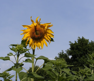 A sunflower on the edge of a yard next to the park