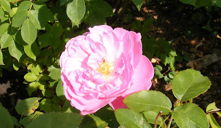 David Austin Rose from the Fleagle's garden in West Unity