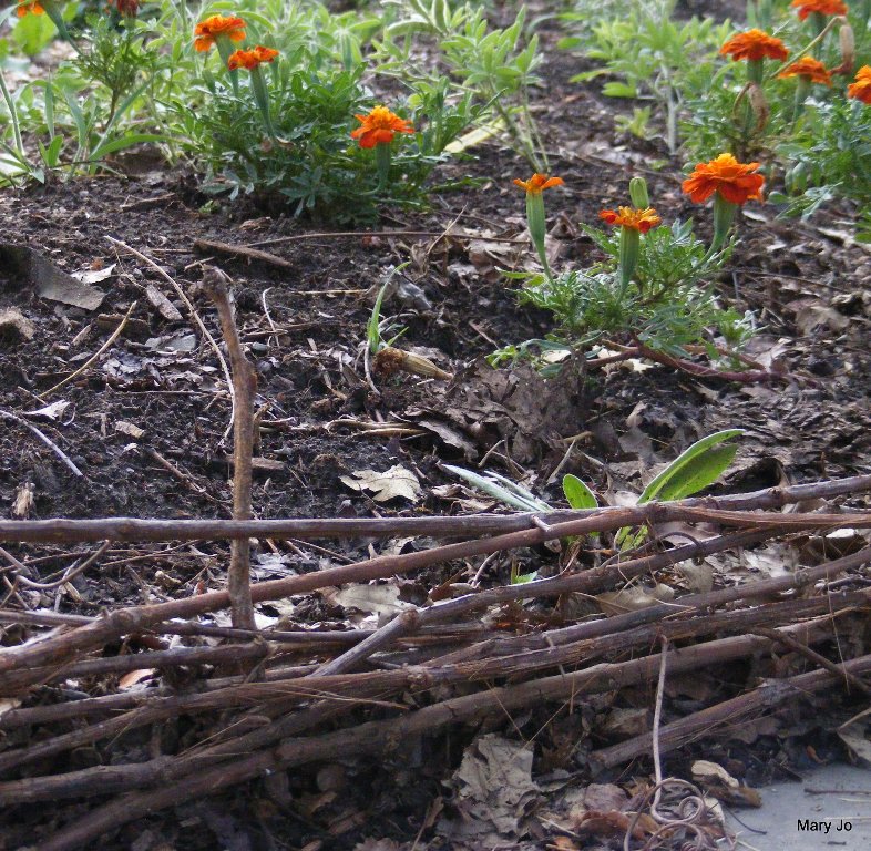 Twig Fence