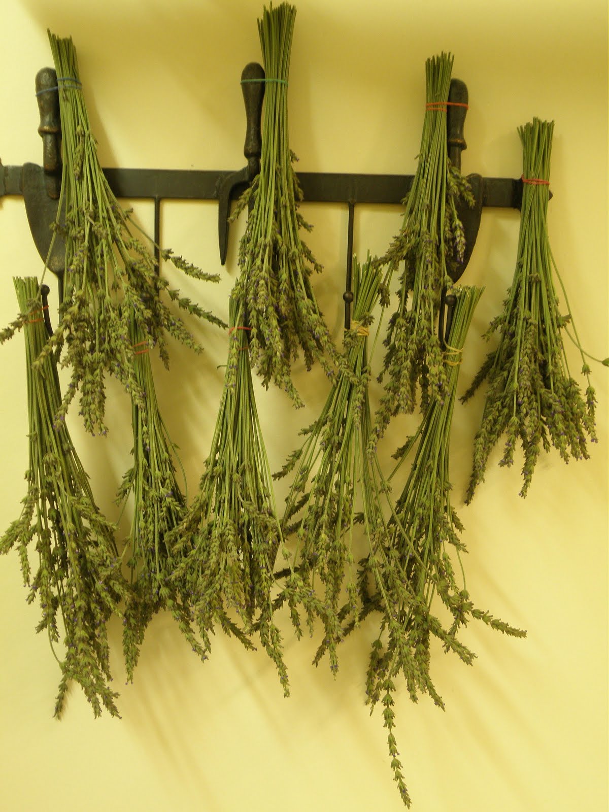 Drying Lavender
