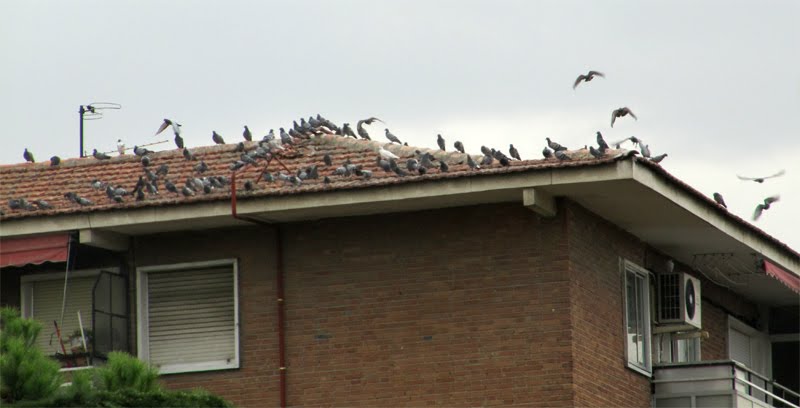 [palomas-en-Getafe.jpg]