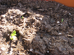 Beans popping up, finally...