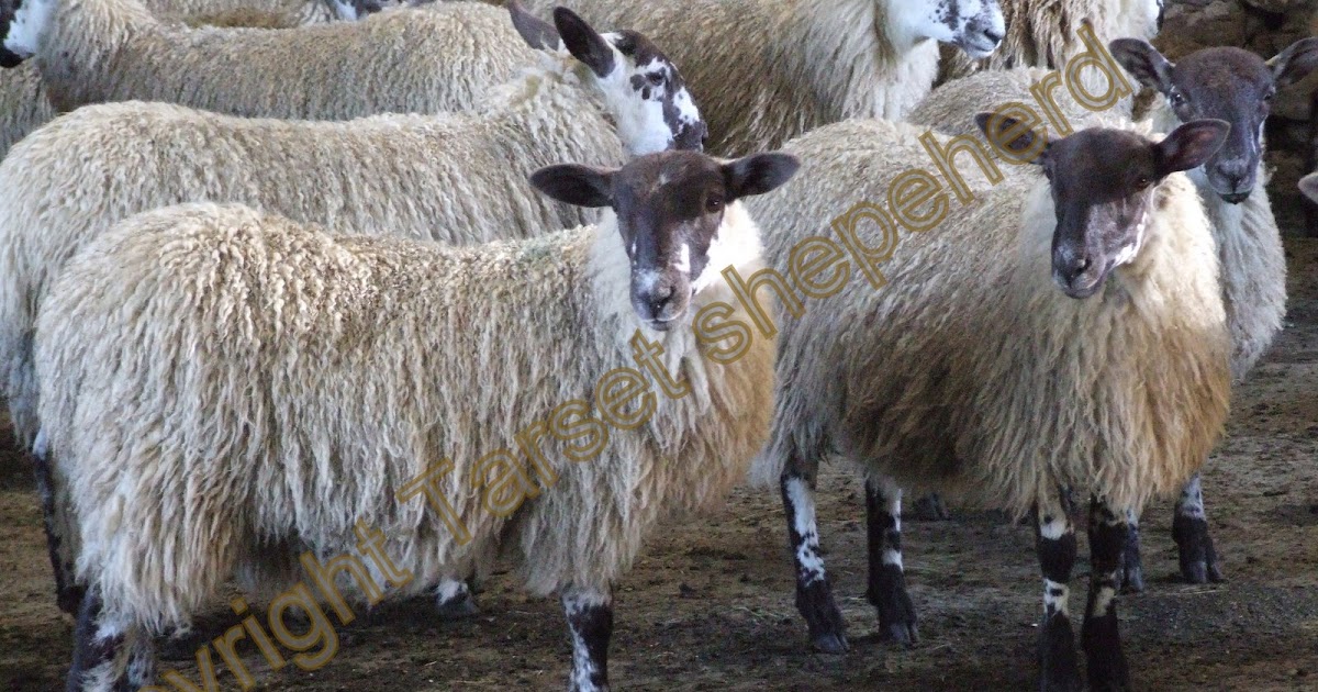 Shepherd's blog Dressing mule ewe lambs