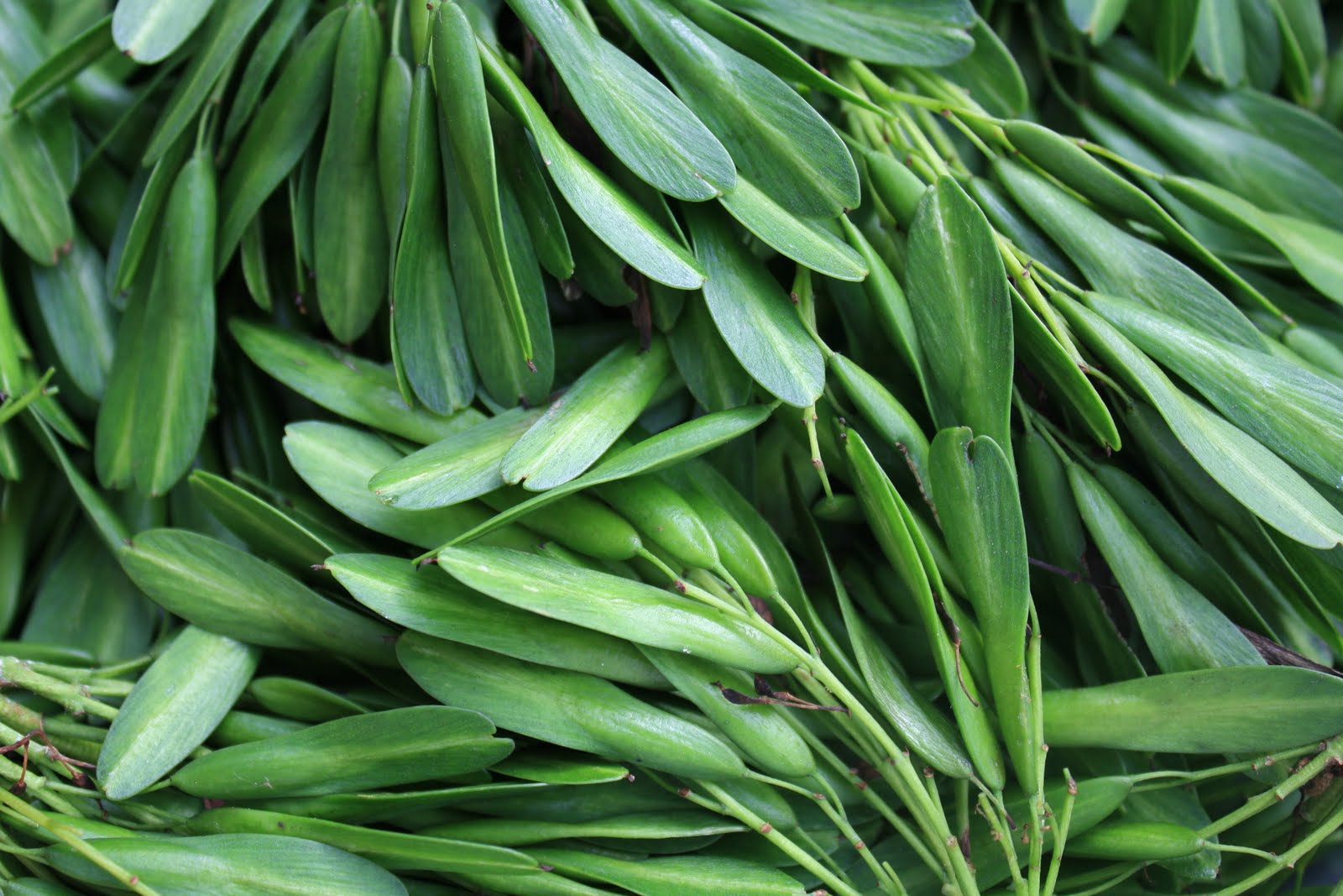 The Absinthe Fairy Free Foraged Food Ash Keys Pickling