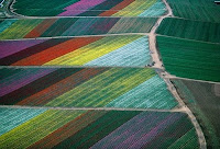 Carlsbad Flower Fields