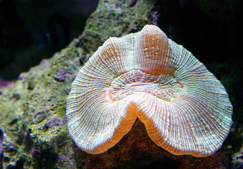Aquarium Green Open Brain Coral (Trachyphyllia geoffroyi)