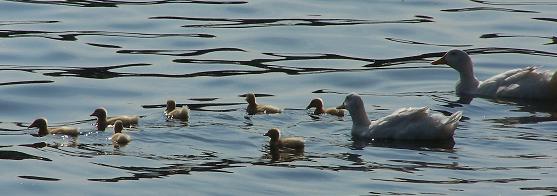 [duckfamily.JPG]