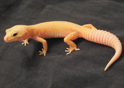 leopard gecko hides petco leopard gecko hides petco
