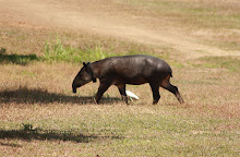 Tapir