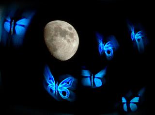 Bona nit.... Mariposas+luna