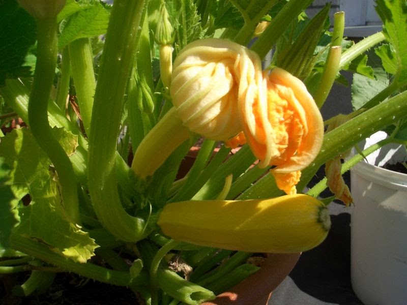 NAMINAMI a food blog On growing zucchini and eating zucchini