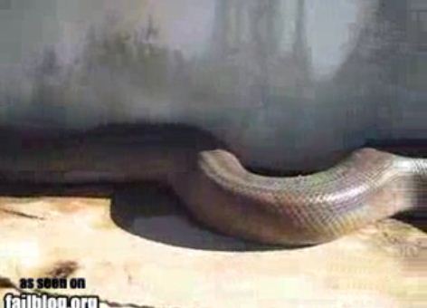 foto ular terbesar