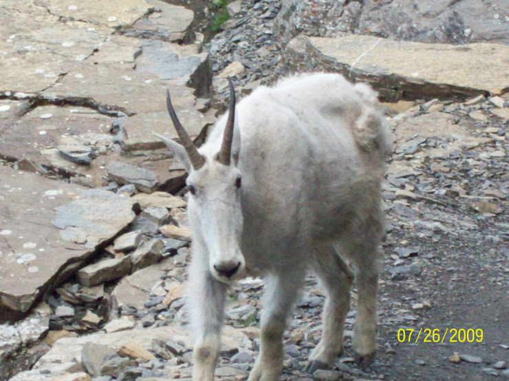 The Mountain Goat of the Trail