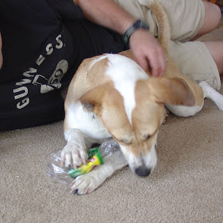 Libby the brown and white dog eating a plastic bottle