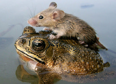 mouse-frog_big.jpg