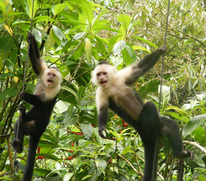 Monte Azul November 2010