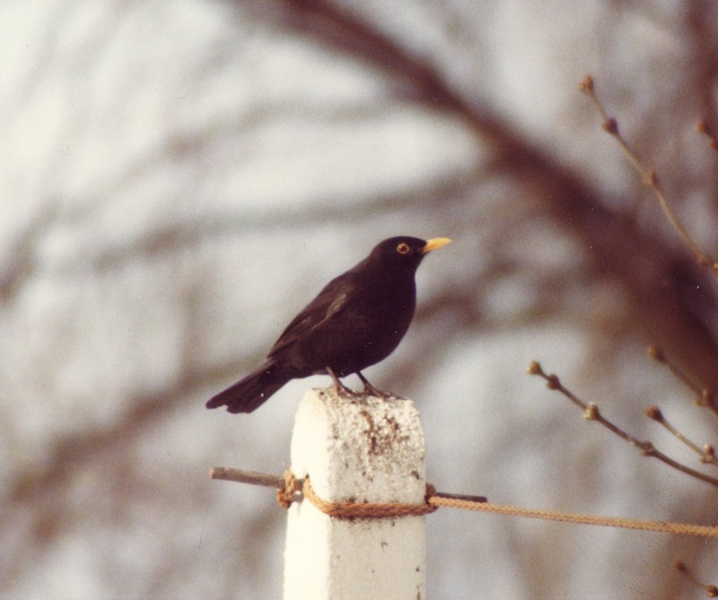 [blackbird.jpg]