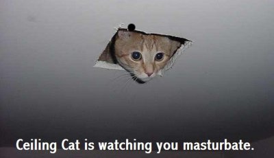 [ceiling-cat-is-watching-you-masturbate.jpg]