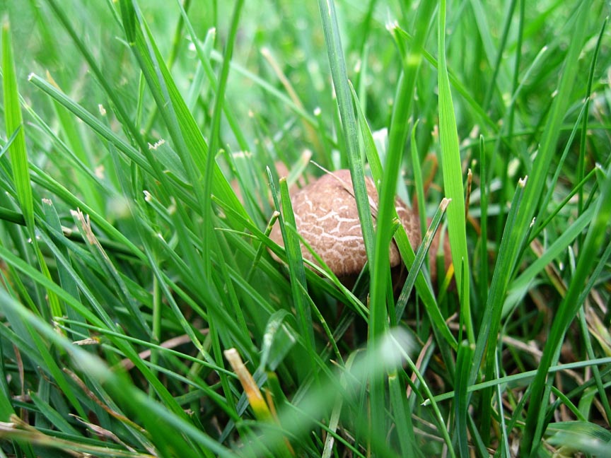 [MUSHROOMS.jpg]