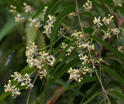 Neem Herb on Introduction And Usage Of Herbal Medicine