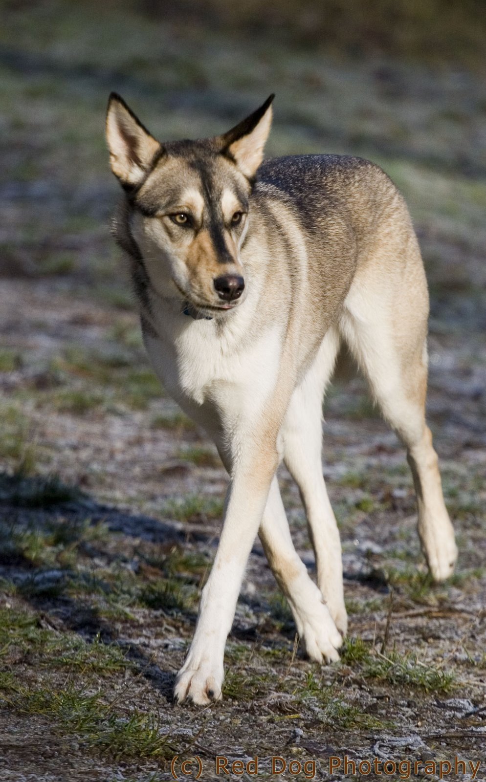[coyote+copy.jpg]