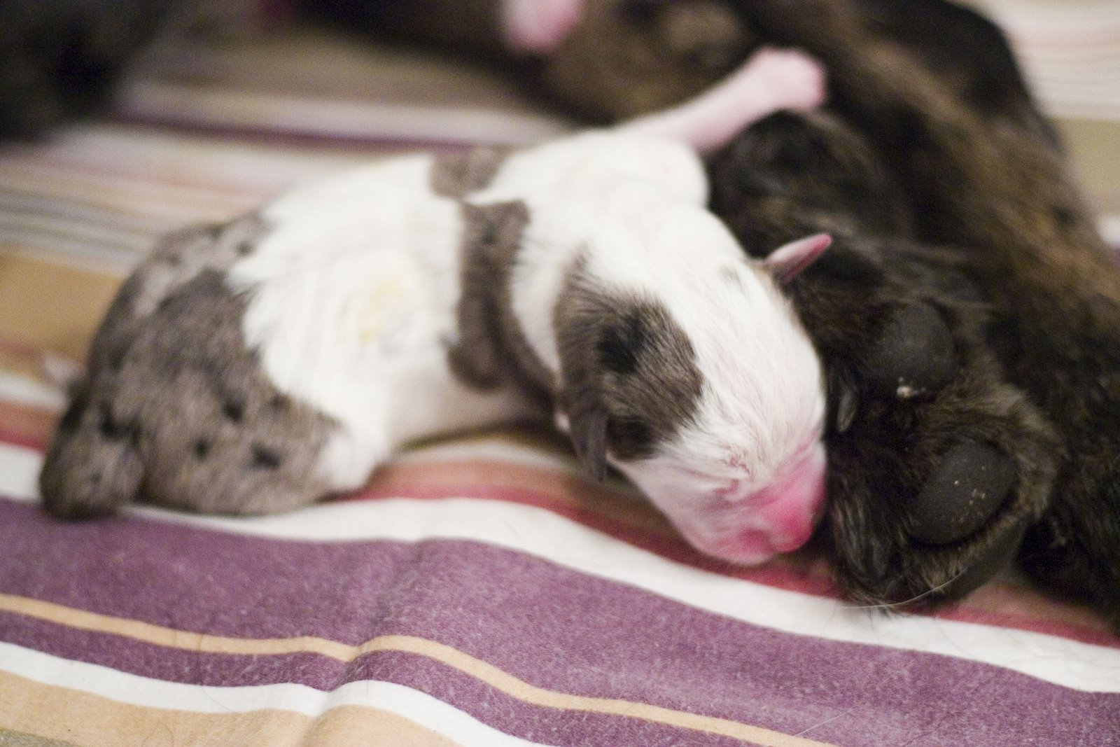[puppybody2.JPG]