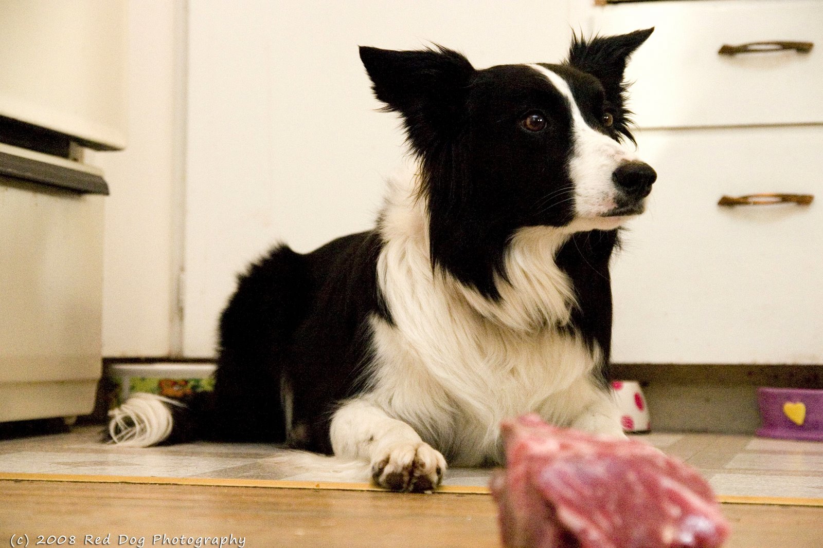 [Piper+what+meat+copy.jpg]