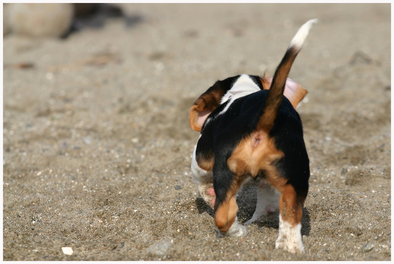 [puppygoing.jpg]