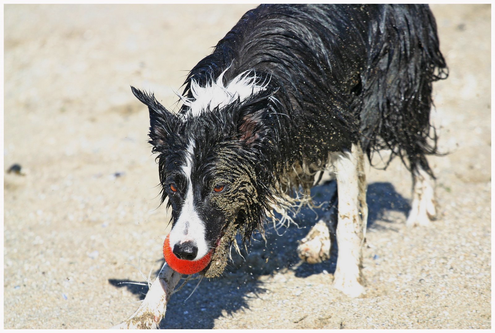 [sanddog.jpg]