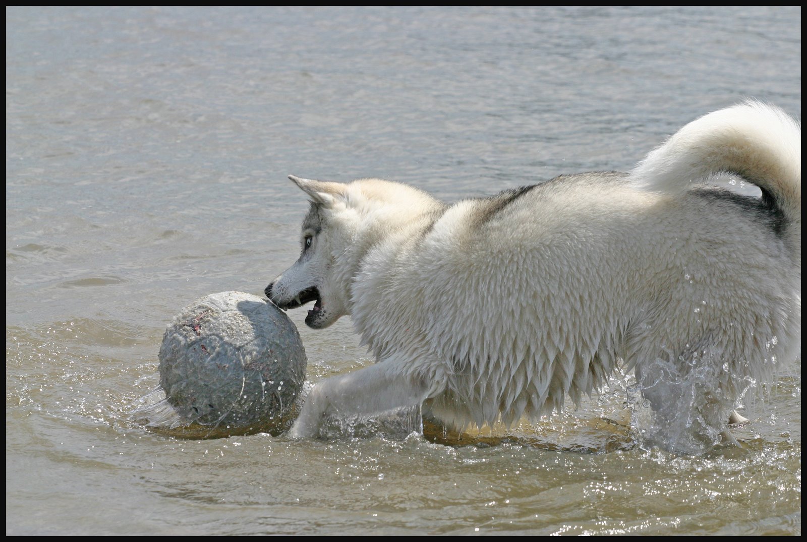 [husky.jpg]