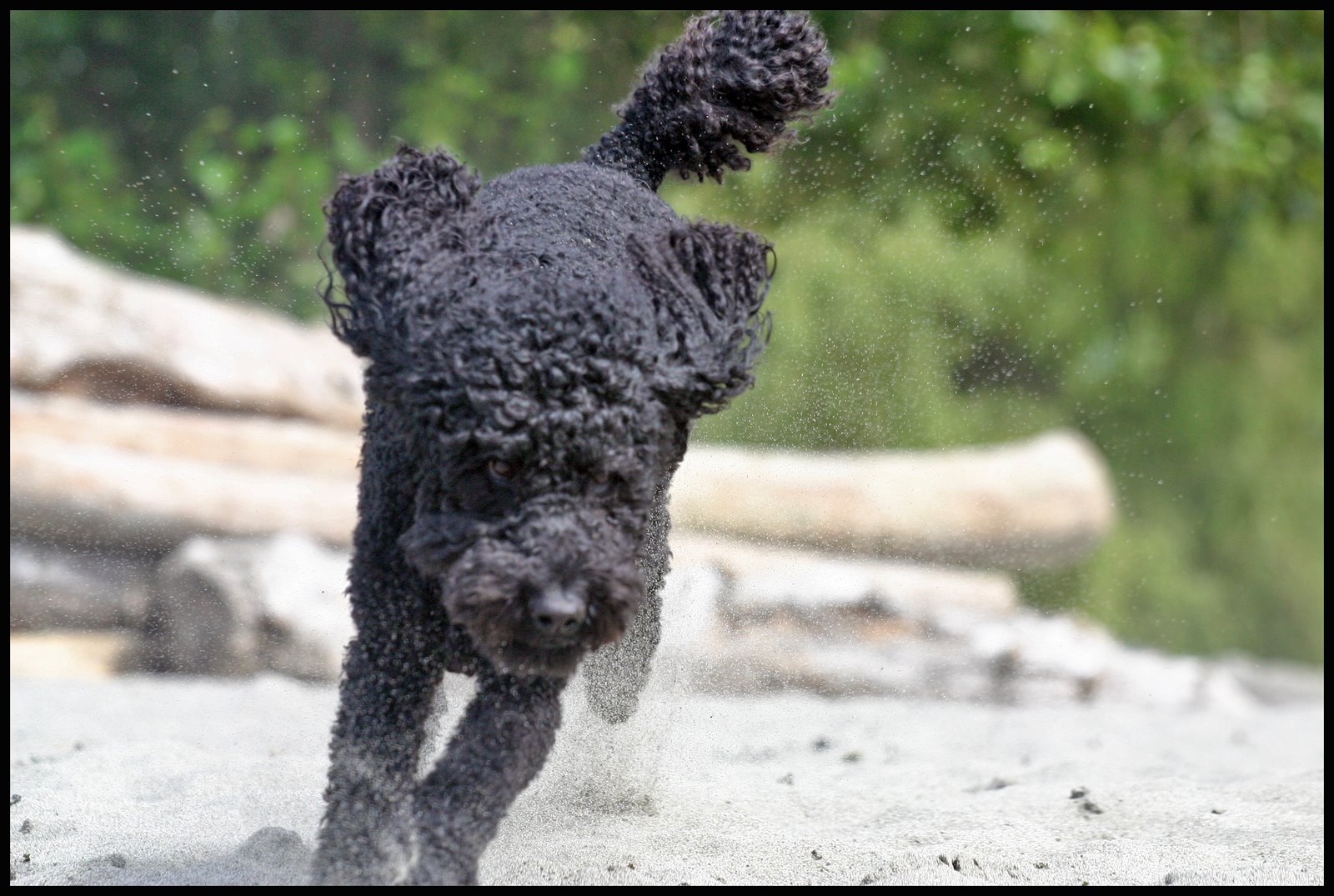 [poodle.jpg]