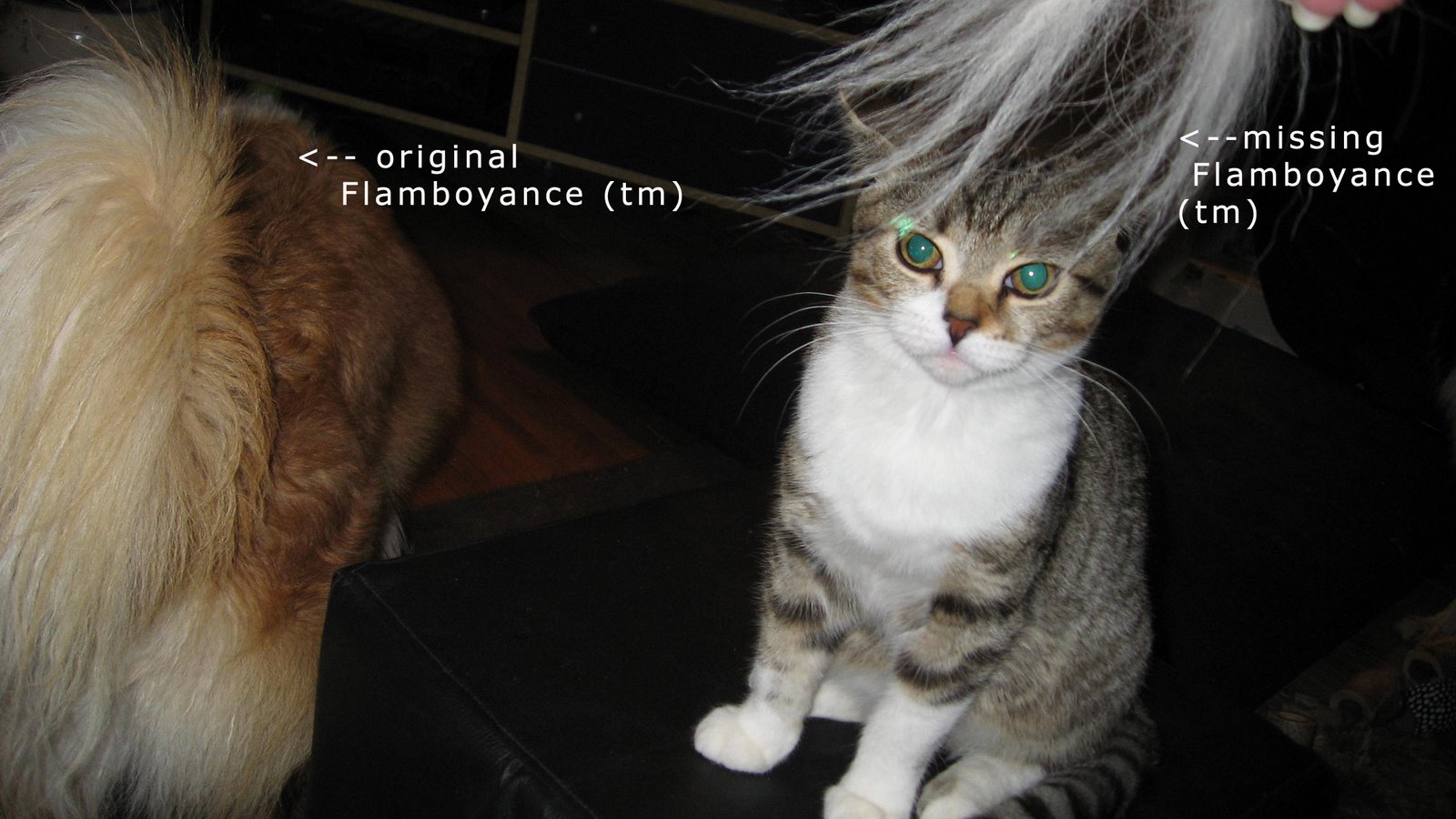 [kittenf.jpg]