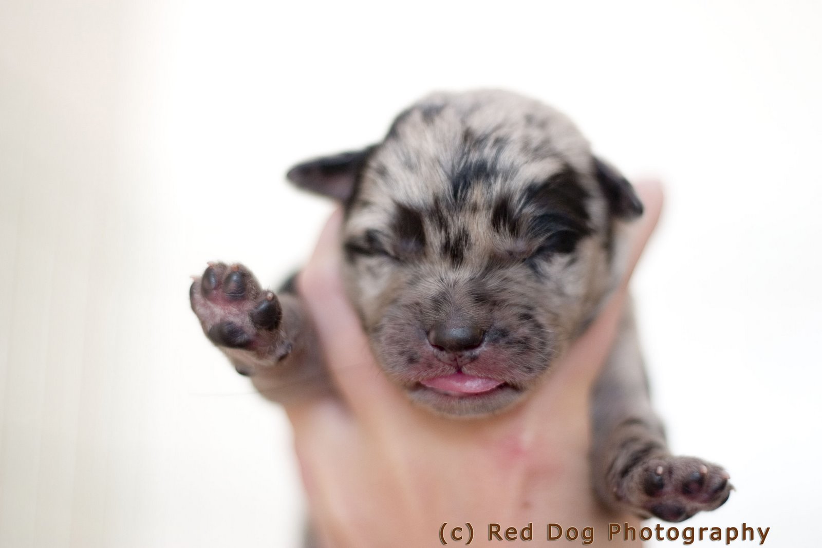 [puppy16+copy.jpg]