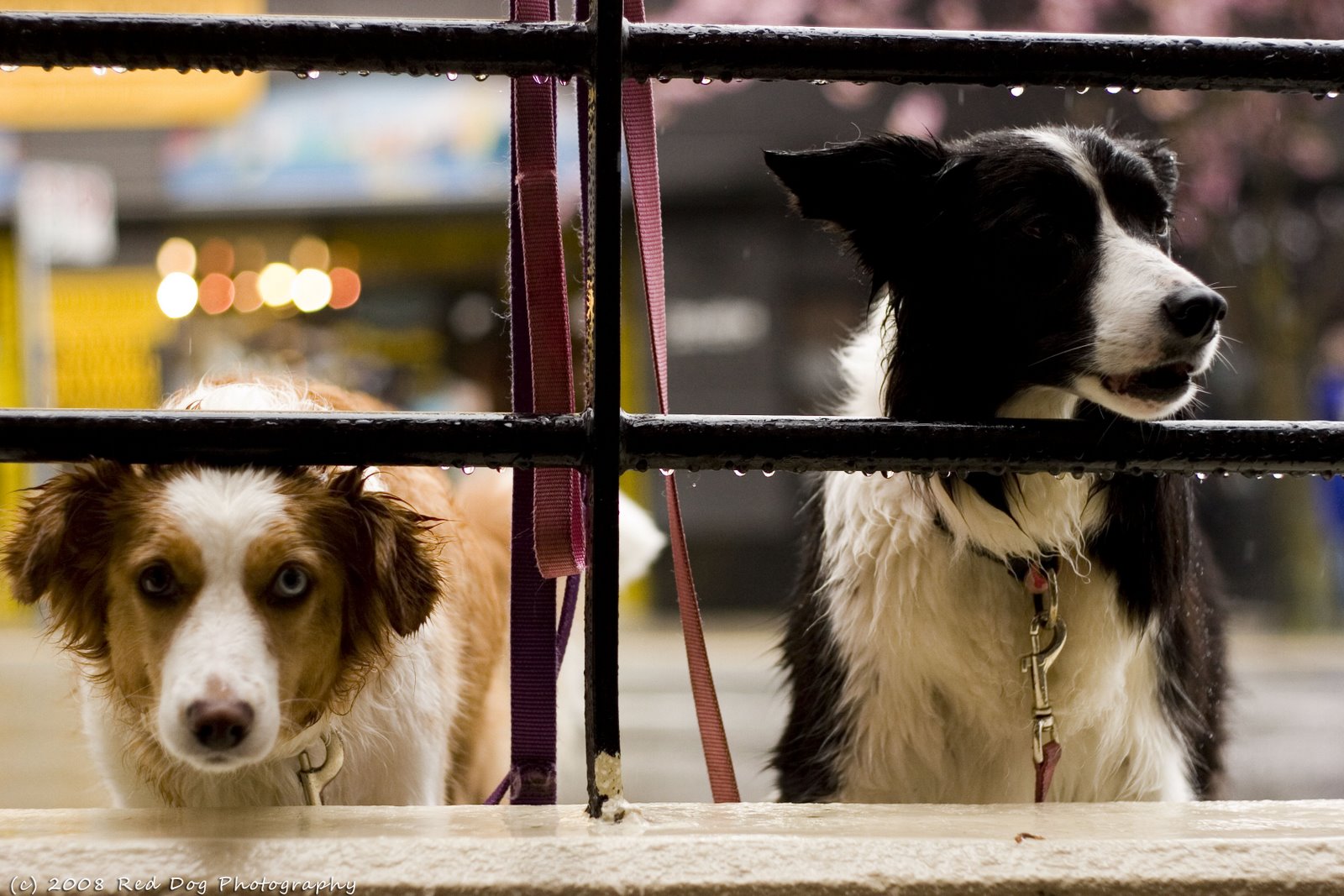 [Starbucks+Dogs.jpg]