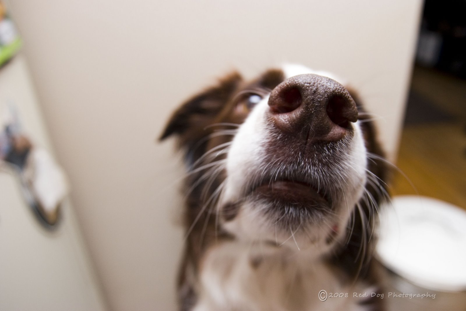 [another+nose.jpg]