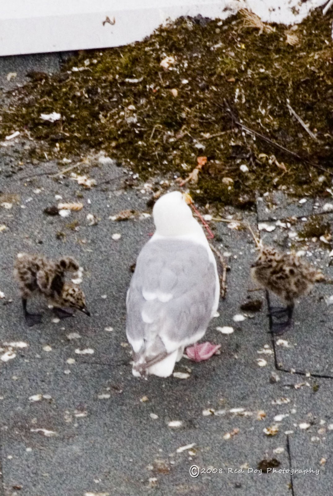 [babygulls3.jpg]