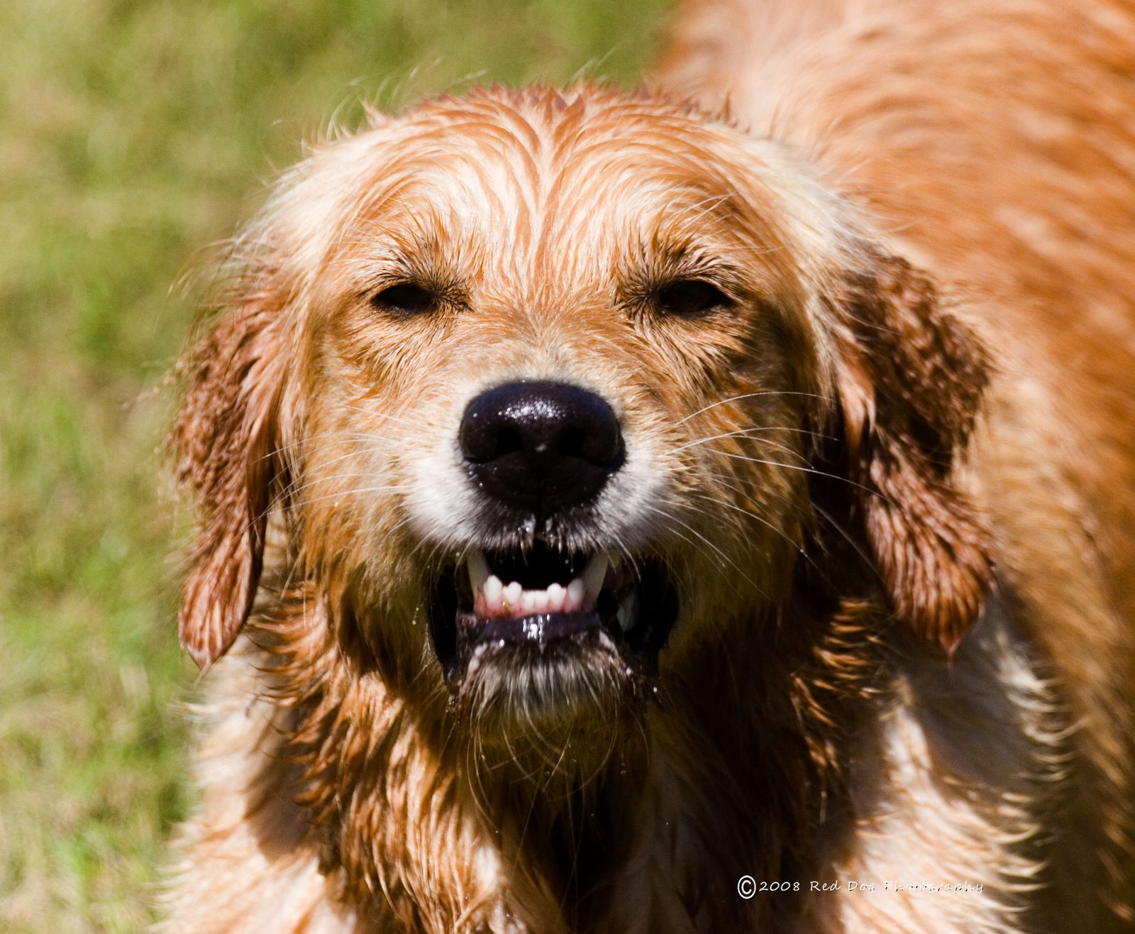 [bella+bark+3.jpg]