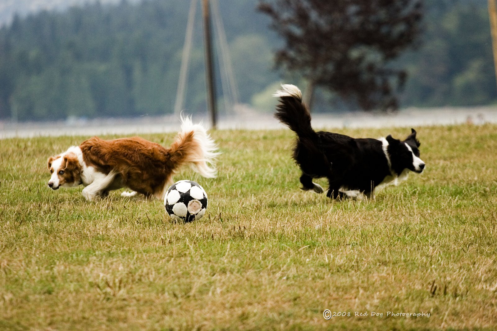 [fifa+dance.jpg]