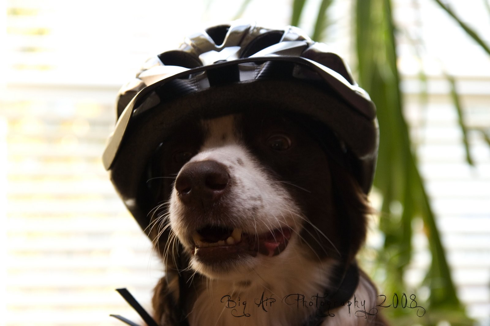 [tweedhelmet.jpg]