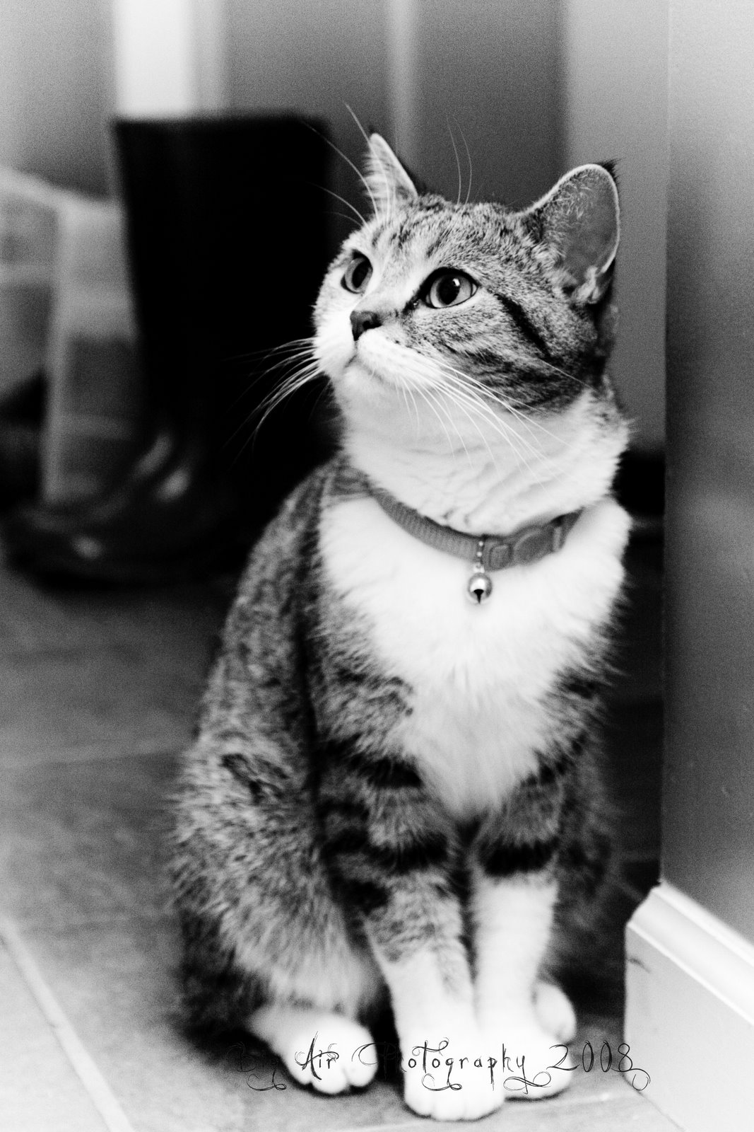 [kitty2.jpg]