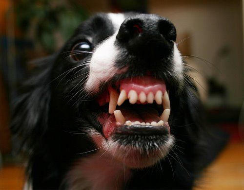 [piperteeth.jpg]