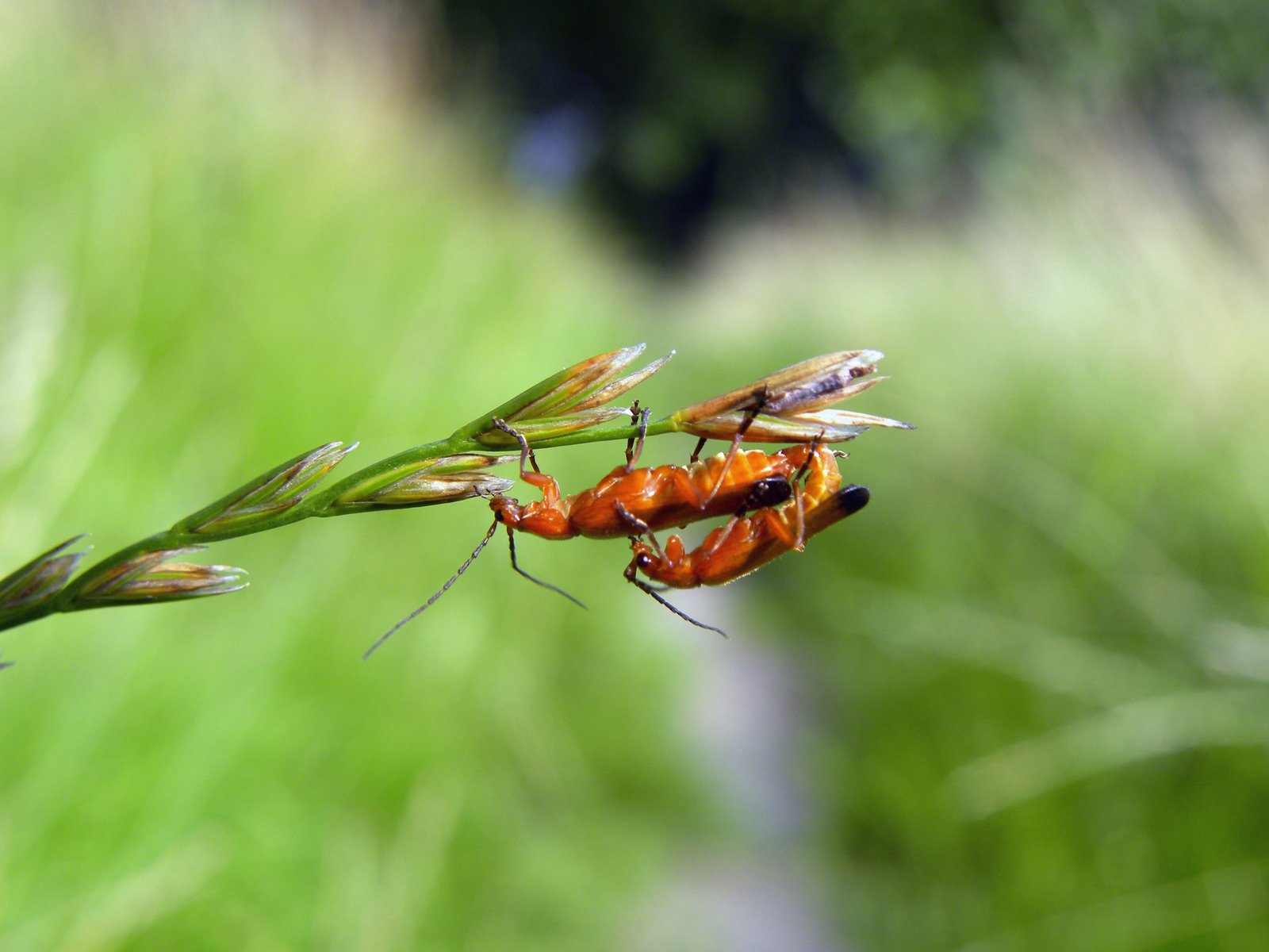 [DSCN0473_bewerkt-1.JPG]