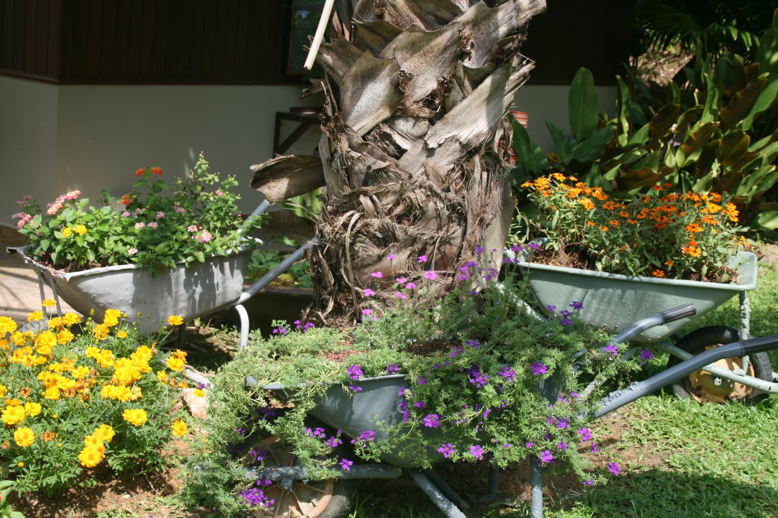Flowers In Wheelbarrow