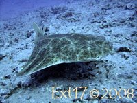 [angelote_tenerife_1.jpg]