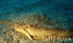 [angelote_tenerife_2.jpg]