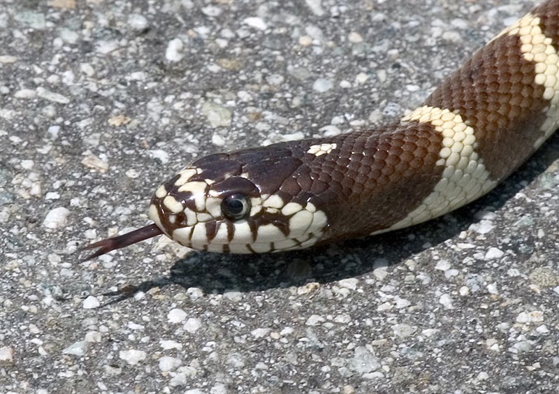 California King Snake