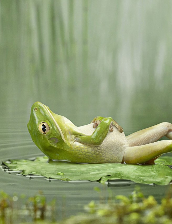 [1relaxfrog.jpg]