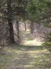 The trail