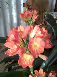 La clivia