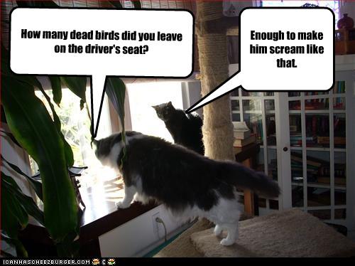 [funny-pictures-cats-look-out-window.jpg]